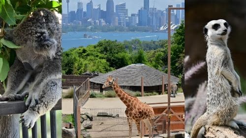 Servizio di accoglienza aeroportuale a Seattle|charter privato|Personalizzato|Traduzione|Accompagnatore d'affari|guide Day Tours