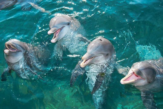 Delphinus dolphin experiences at Playa Mujeres – ticket only