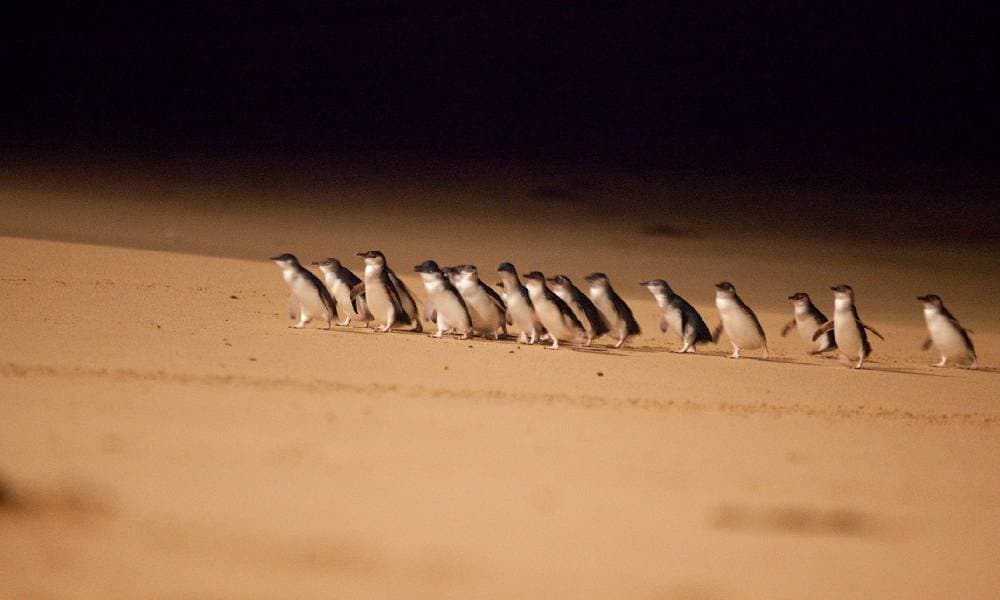 Phillip Island Penguin Parade Express Tour