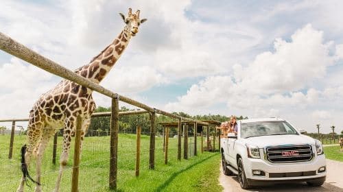 Wild Florida Drive-Thru Safari Park Admission