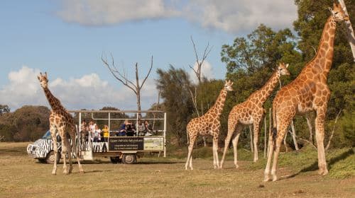 Werribee Open Range Zoo