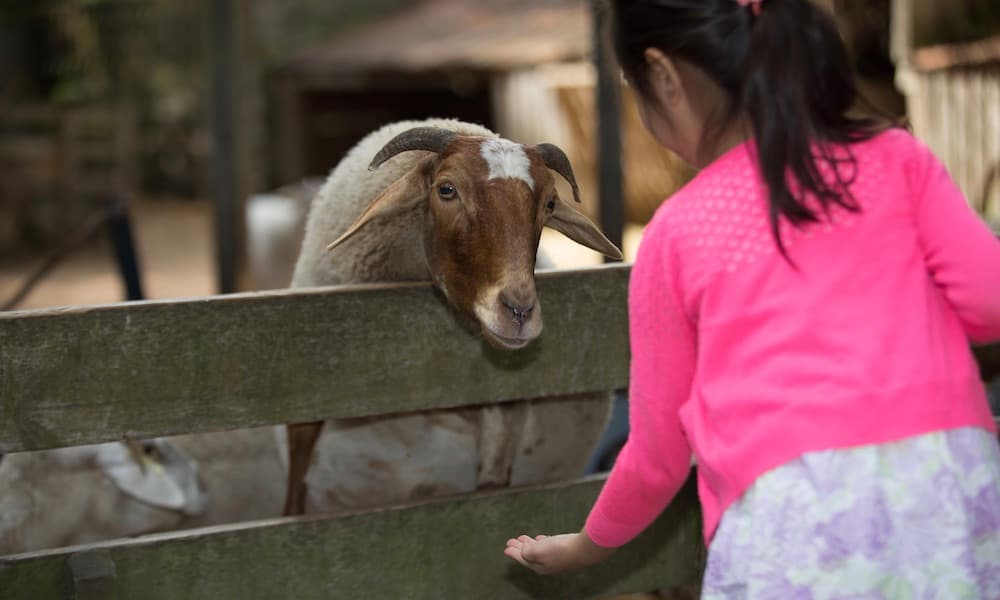 Willowbank Wildlife Reserve Tickets