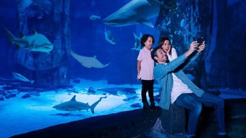 Kansas City: SEA LIFE Kansas City Aquarium – bilet wstępu