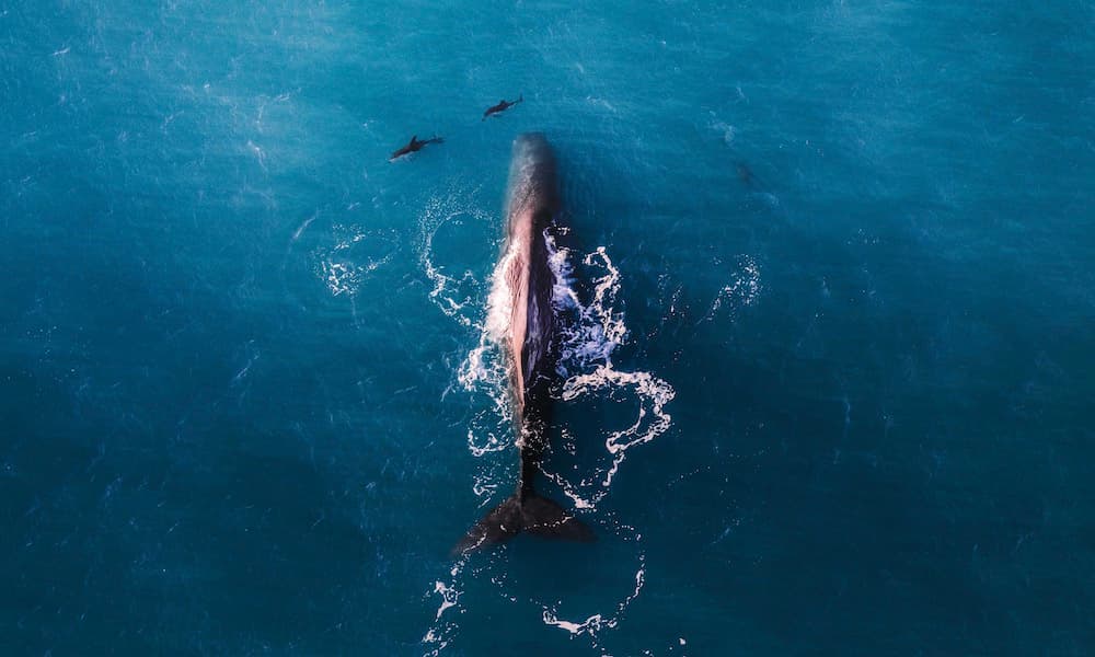 30 Minute Kaikoura Whale Watch Seaplane Flight