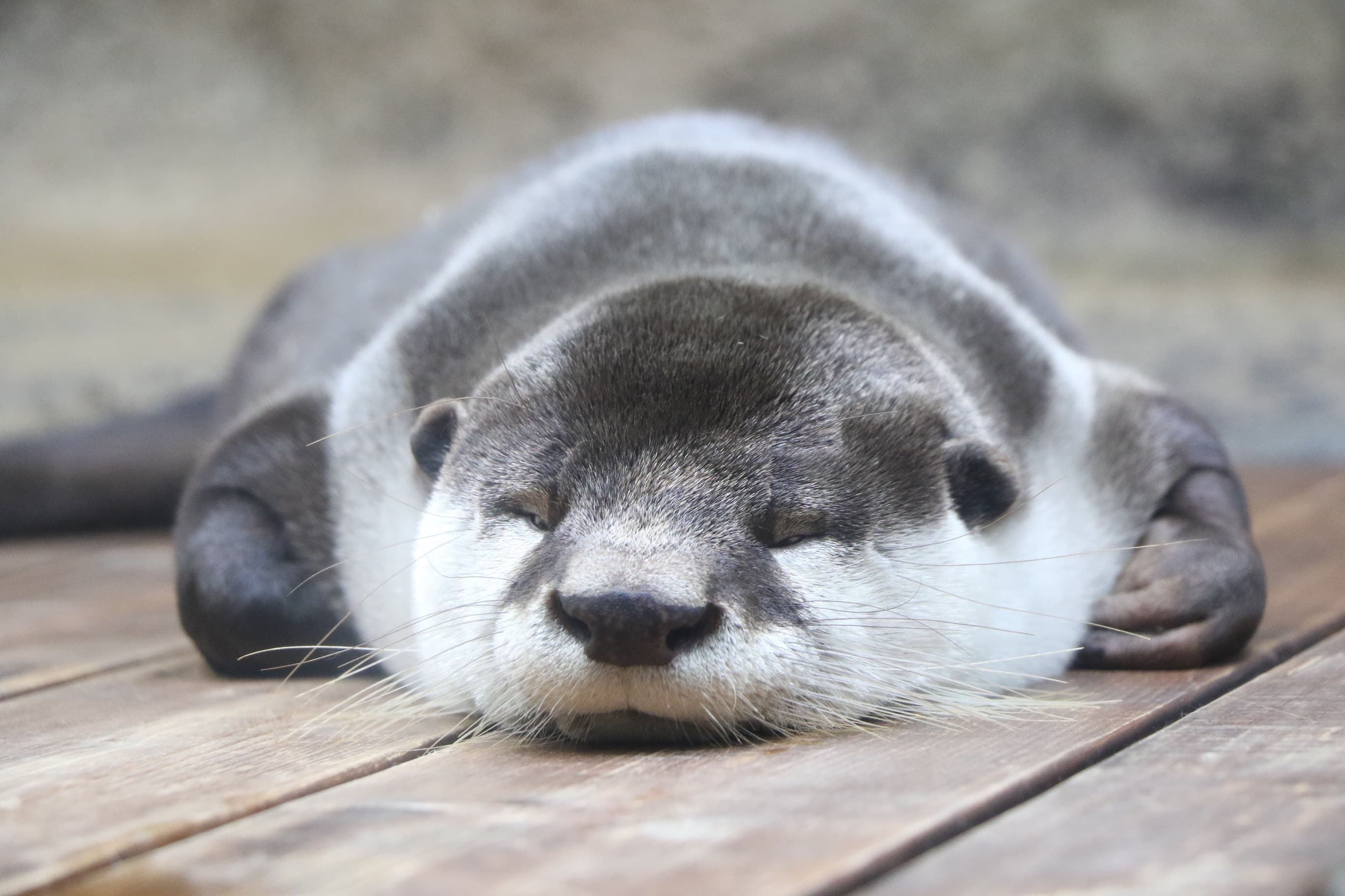 Sendai Umino-Mori Aquarium
