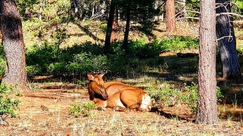 Tour del Grand Canyon South Rim con pranzo incluso - Tour giornalieri