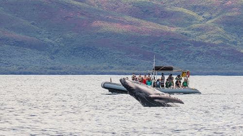 Eye-Level Whale or Dolphin Watching Eco-Raft Tour from Lahaina Day Tours