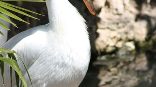 San Antonio Zoo