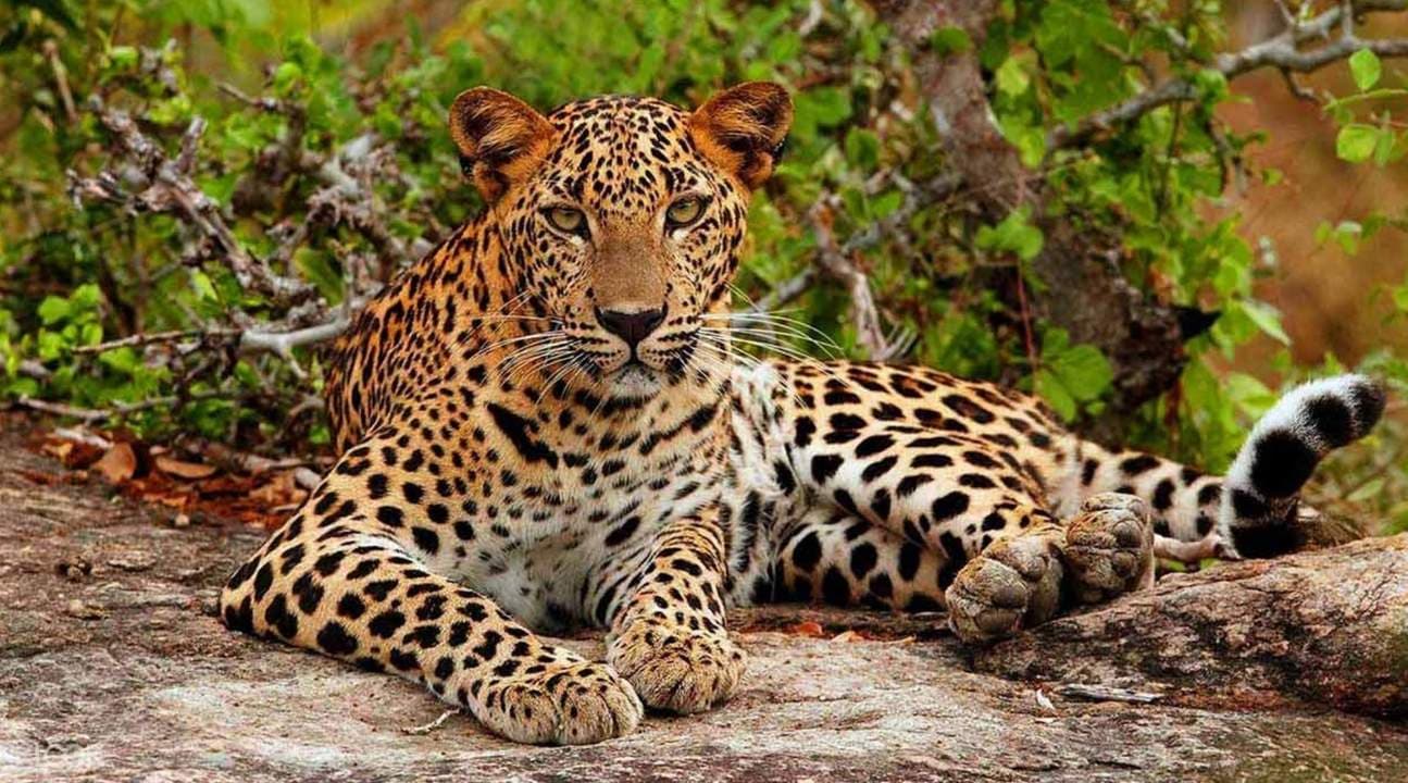 Yala National Park Safari Day Tour from Ella