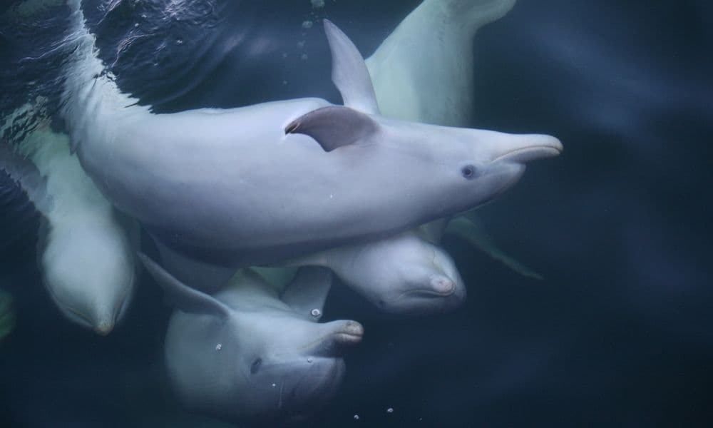 Dolphin Sanctuary & Ships Graveyard Kayak Tour