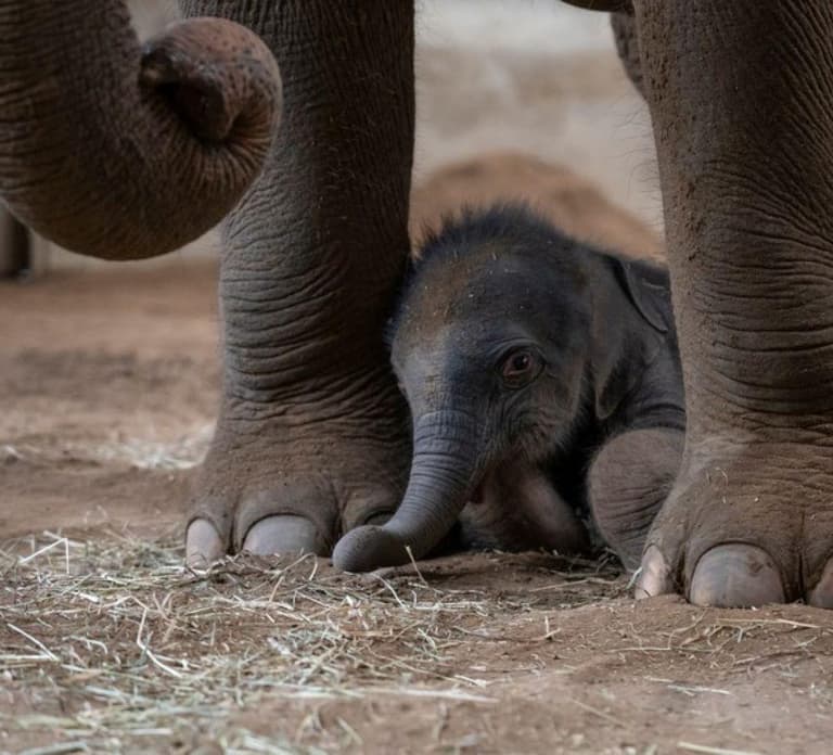 Columbus, OH: Columbus Zoo and Aquarium Entry Ticket