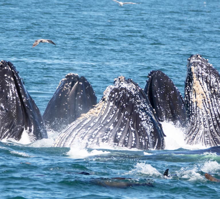 Monterey: Whale Watching Tour with A Marine Guide