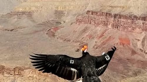 Tour del tramonto al South Rim del Grand Canyon con cena inclusa - Tour giornalieri