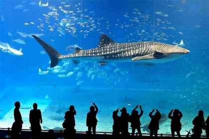 Pacchetto Sealife Bangkok + Madame Tussauds Bangkok (Tariffa di gruppo)
