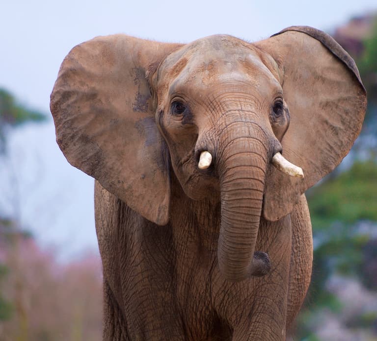 Rhenen: Ouwehands Zoo Entry Ticket