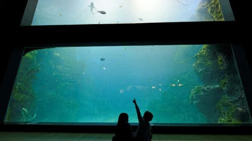 Lione: Biglietto d'ingresso giovani per l'Acquario