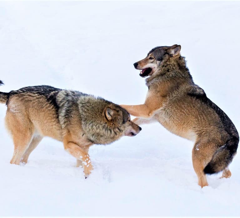 Rovaniemi: Ranua Zoo Wildlife Park Tour with hotel pickup