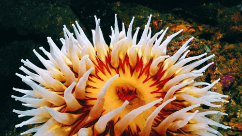Shanghai: The Marine Wonders at Shanghai Ocean Aquarium Day Tours