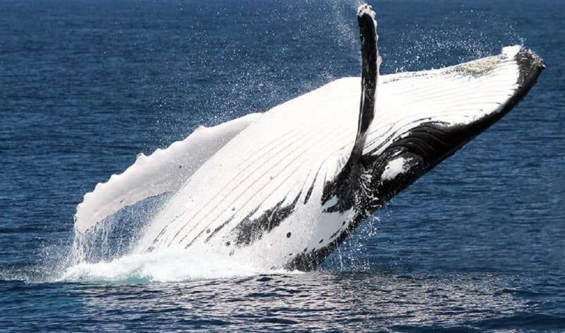 Brisbane Whale Watching Cruise