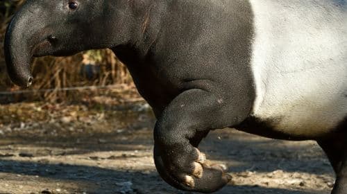 Ménagerie, Zoo of the Jardin des Plantes: Skip The Line Adult