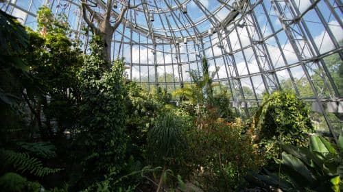 Cockrell Butterfly Center at the Houston Museum of Natural Science: Entry Ticket