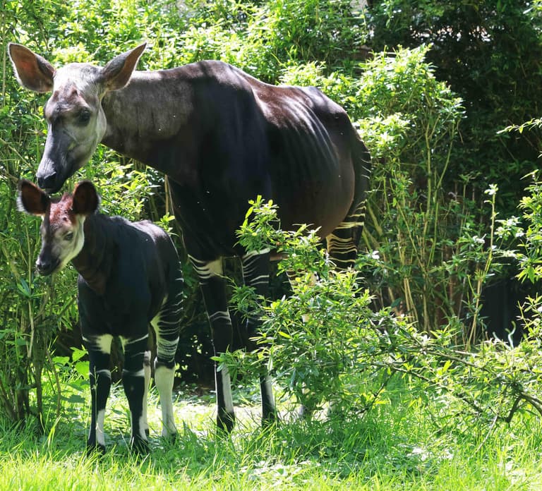 Wuppertal: Admission to the Green Zoo Wuppertal