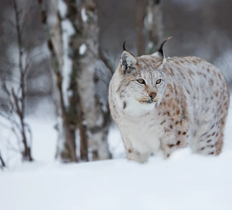 Rovaniemi: Arctic Animals Sleigh Rides and Wildlife Zoo