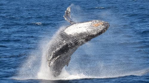 Guided Whale Watching Tour from Long Beach Day Tours