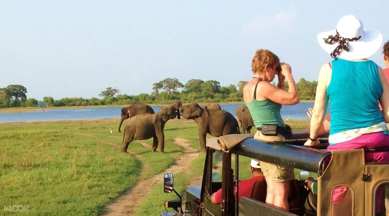 Minneriya National Park Safari Experience from Anuradhapura