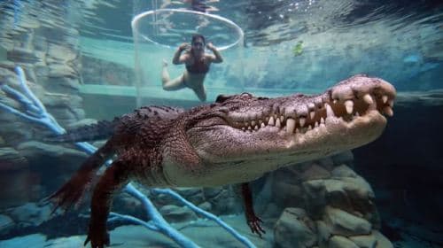 Crocosaurus Cove