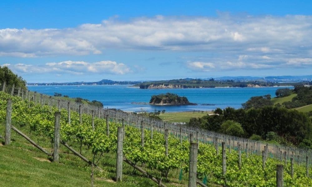 Taste of Waiheke Food and Wine Tour