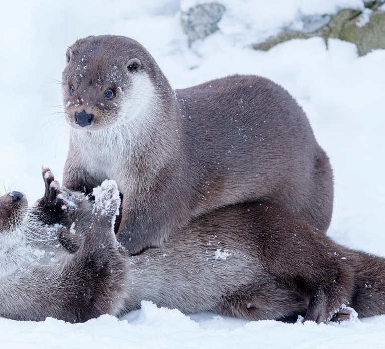 Rovaniemi: Day at Ranua Wildlife Park Arctic Zoo