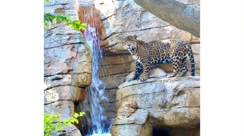 San Antonio: San Antonio Zoo Any Day Ticket Day Tours