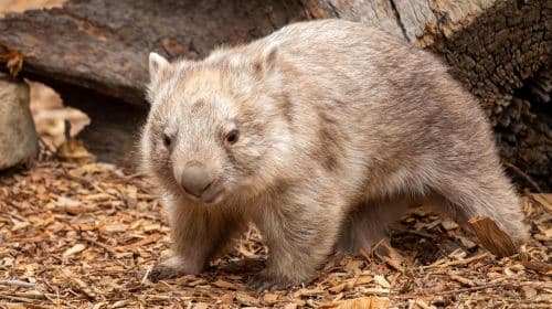 Sydney Zoo