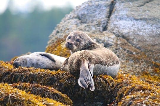 Sea Vancouver Waterfront Sightseeing with City and Nature Tour