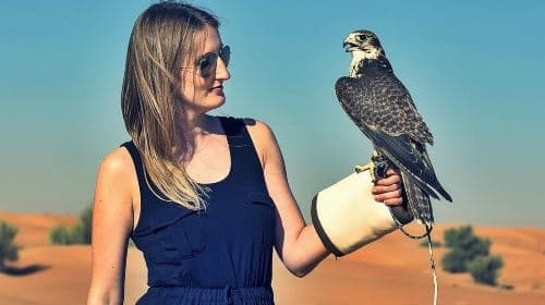 Red Dunes Safari with BBQ dinner, Falcon and Camel Ride Day Tours