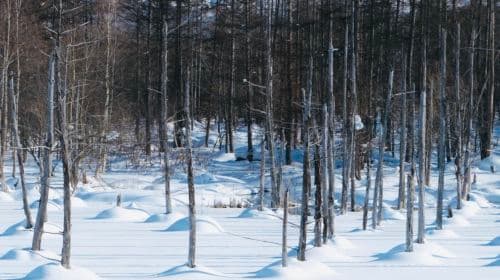 Letnia przygoda na Hokkaido z Sapporo: wycieczka do Asahiyama Zoo, Blue Pond i Shirahige Falls