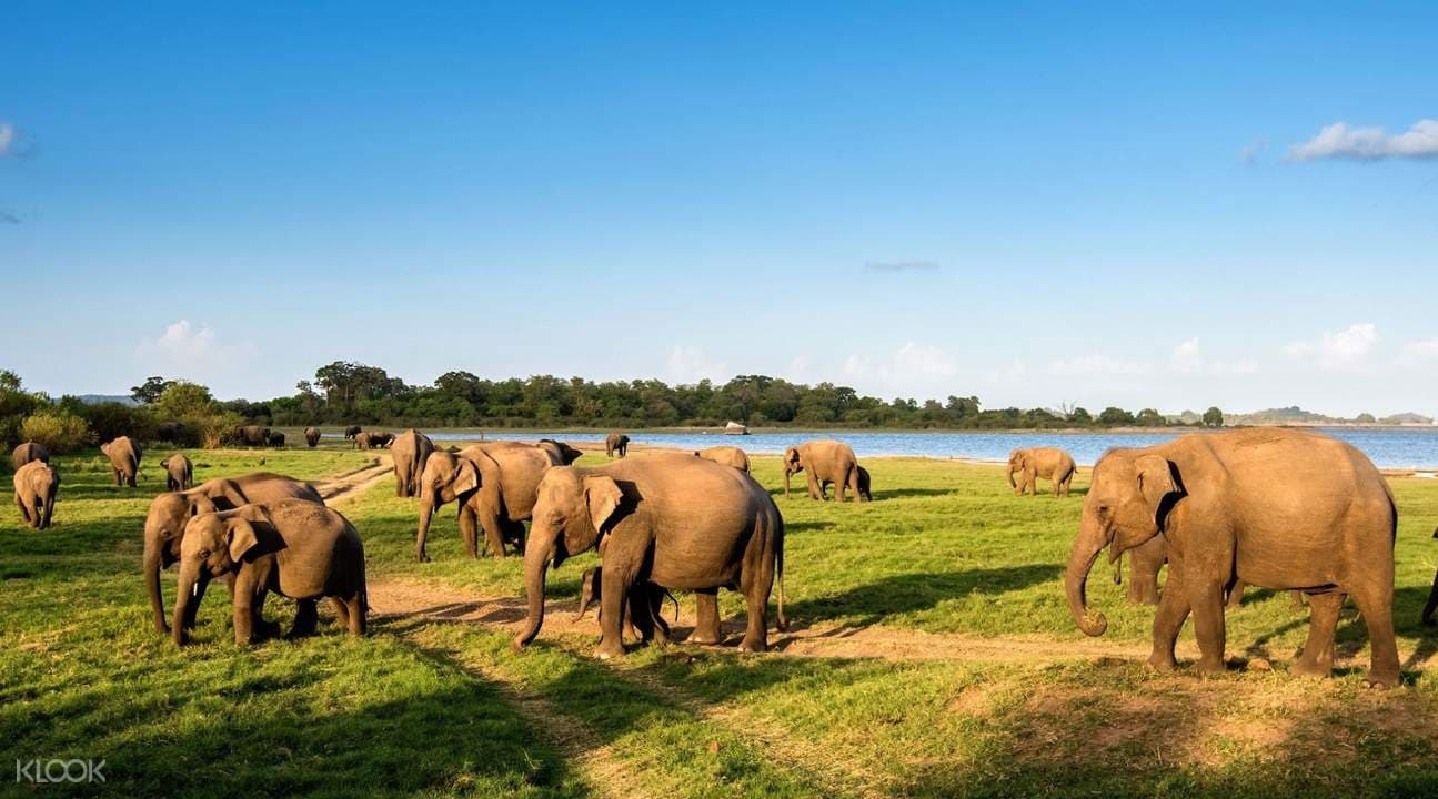 Minneriya National Park Safari Experience from Anuradhapura