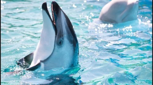 San Antonio: SeaWorld Skip-the-Line Park Admission Ticket Day Tours