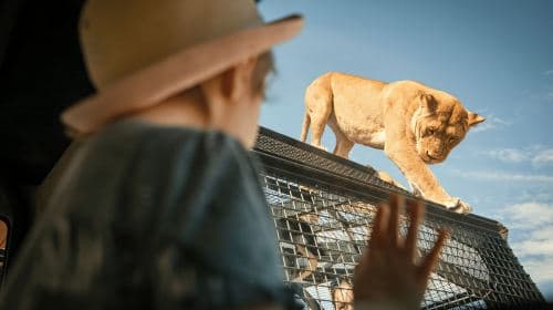 Lions 360 Experience and a Day at Monarto Safari Park Day Tours