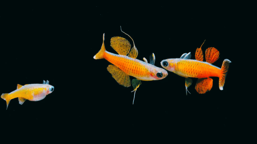 Shanghai: The Marine Wonders at Shanghai Ocean Aquarium Day Tours