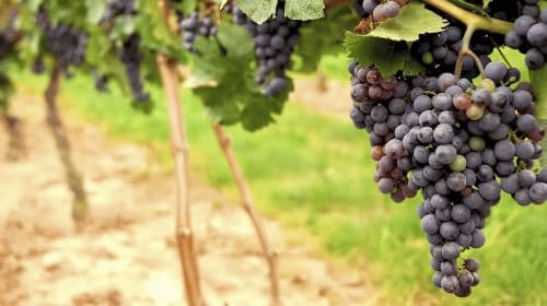 San Francisco: Excursión de medio día a Napa Valley con catas de vino