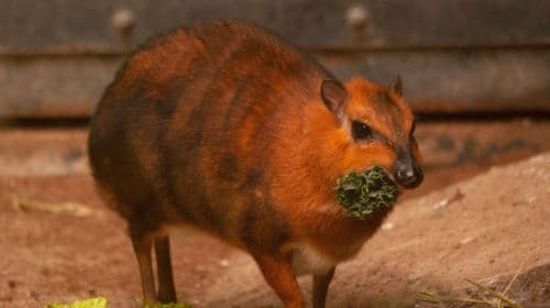 Phoenix Zoo