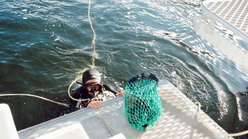 Hobart, Tasmania seafood cruise (freshly harvested sea urchin, tasting lobster, abalone, Atlantic salmon, and wine) Transport Passes