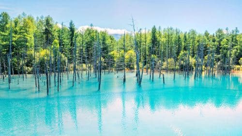 Jednodniowa wycieczka do zoo Asahiyama w Hokkaido, stawu Shirogane Blue Pond (Aoiike) i panoramicznych ogrodów kwiatowych Shikisai-no-oka, bilet wstępu do zoo w cenie