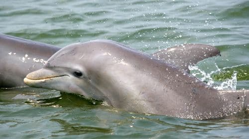 Charleston: Schooner Sailing Experience & Dolphin Watch Day Tours