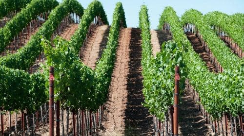 San Francisco: Excursión de medio día a Napa Valley con catas de vino