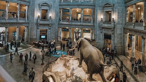 Smithsonian Museum of Natural History - Exclusive Guided Tour 