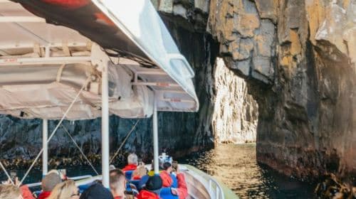 3-hour speedboating experience and day tour at Bruny Island, Tasmania Day Tours