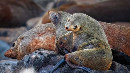 Bruny Island Half-Day Tour from Hobart, Tasmania [3-Hour English Speedboating | Round-Trip to Adventure Bay] Day Tours